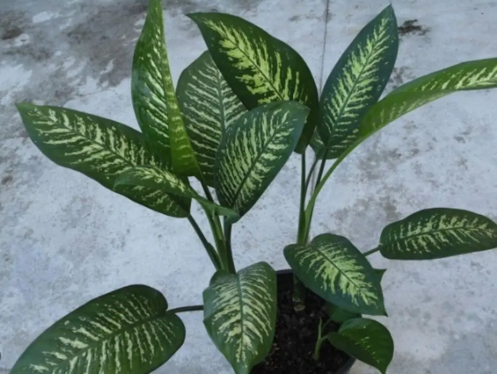 Algumas dessas plantas perigosas são usadas como decoração em residências | Foto: ABr