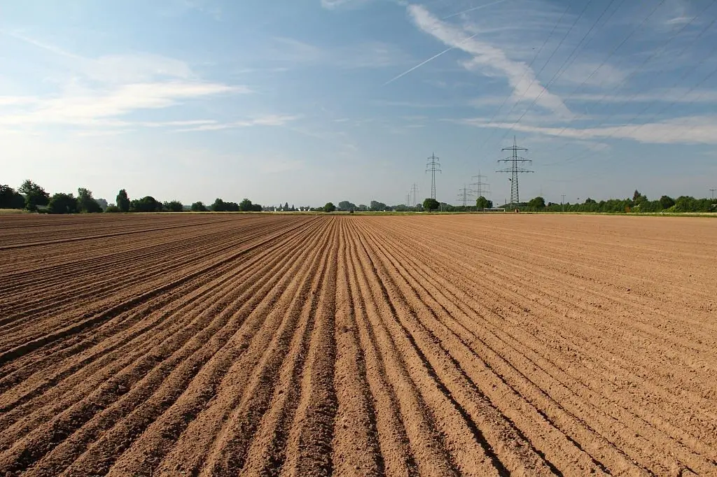 Durante vazio sanitário da soja, não é permitido plantar ou manter plantas vivas de soja em qualquer fase de desenvolvimento em lavouras | Foto: Agrodefesa