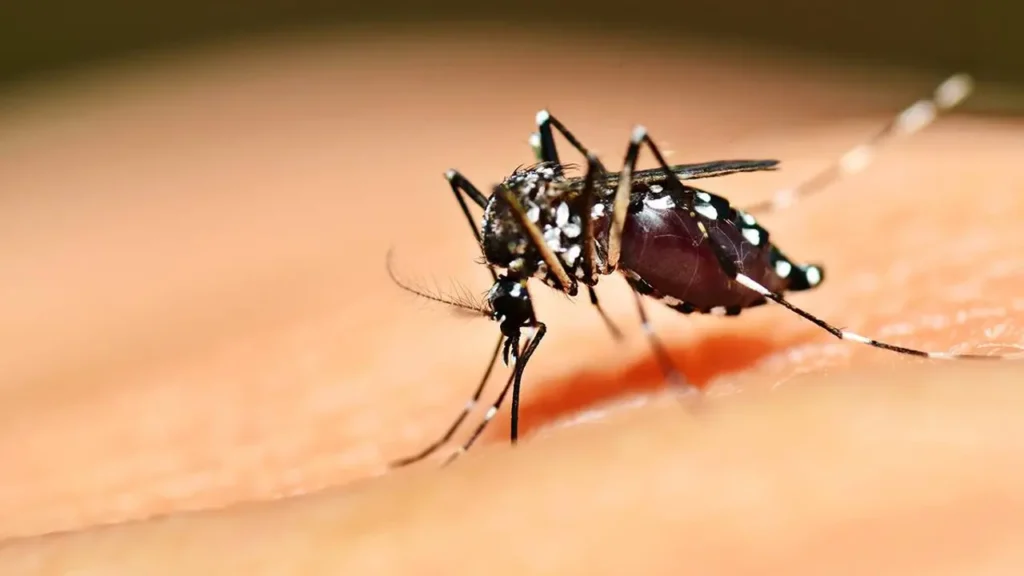 É importante que a população esteja atenta aos possíveis focos de reprodução do mosquito, eliminando recipientes que acumulem água parada. | Foto: Divulgação / ABC Digital