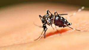 É importante que a população esteja atenta aos possíveis focos de reprodução do mosquito, eliminando recipientes que acumulem água parada. | Foto: Divulgação / ABC Digital
