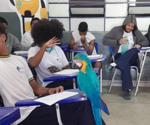 Bombeiros resgatam arara canindé em sala de colégio estadual de Cavalcante