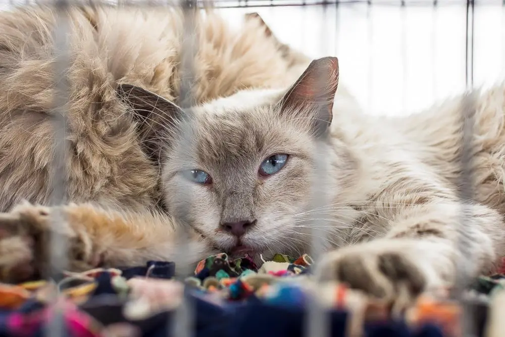 Estarão para a doação cerca de 22 cães e 8 gatos castrados, vacinados e vermifugados | Foto: Divulgação