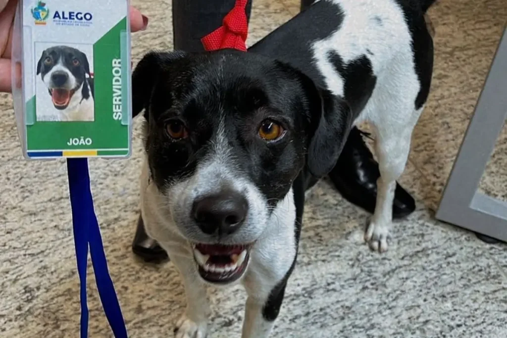 Assembleia Legislativa adota cachorro e dá até crachá