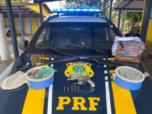 Caçador é preso com armas e carne de animal silvestre em Porangatu
