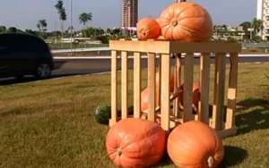 Idosos teriam acreditado que o fruto estava sendo doado pela prefeitura | Foto: Reprodução/ Tv Anhanguera