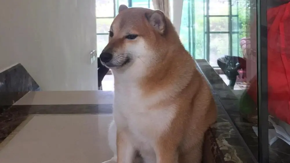 cachorro-meme-morre