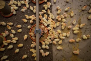 Pesquisa da Pecuária Municipal, do IBGE, mostra ainda que Rio Verde ocupa a sexta posição no país entre os maiores produtores de galináceos | Foto: Seapa
