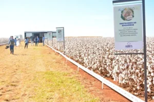 Em números brutos, o peso colhido em tonelada correspondente a 2022/2023 fica a 135.707 toneladas | Foto: Divulgação/Agopa