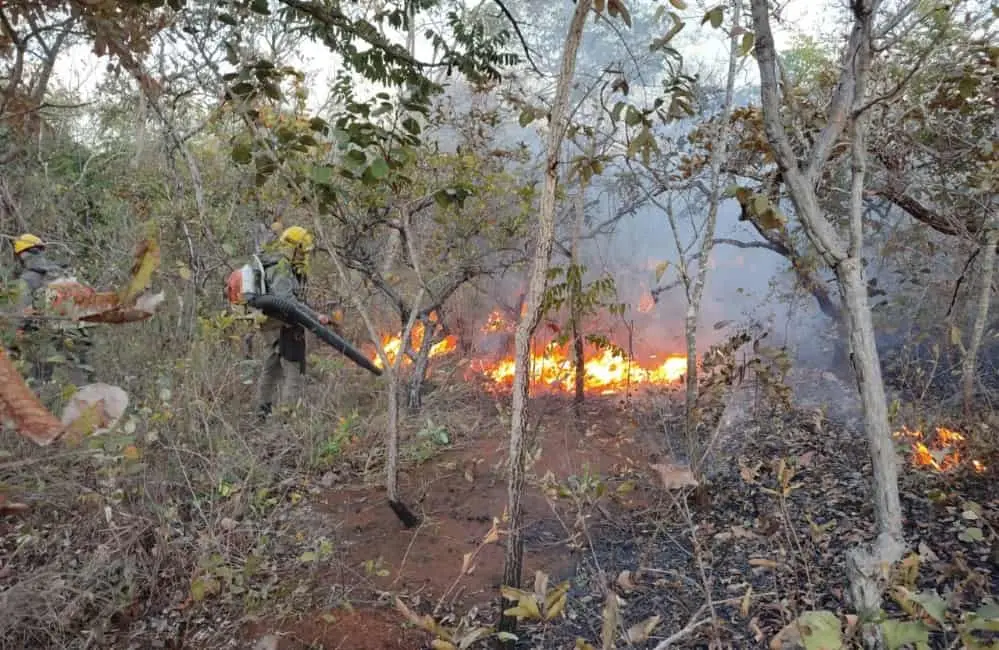 Goiás decreta estado de emergência ambiental devido riscos de incêndios florestais