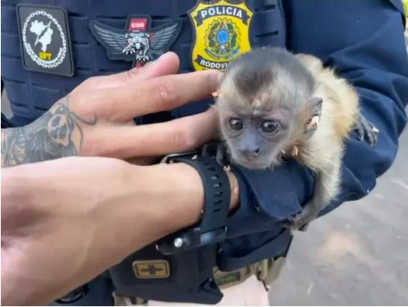 Os policiais encontraram um filhote de macaco prego, cinco papagaios e 224 curiós dentro de caixas de papelão e madeira | Foto: Divulgação/PRF