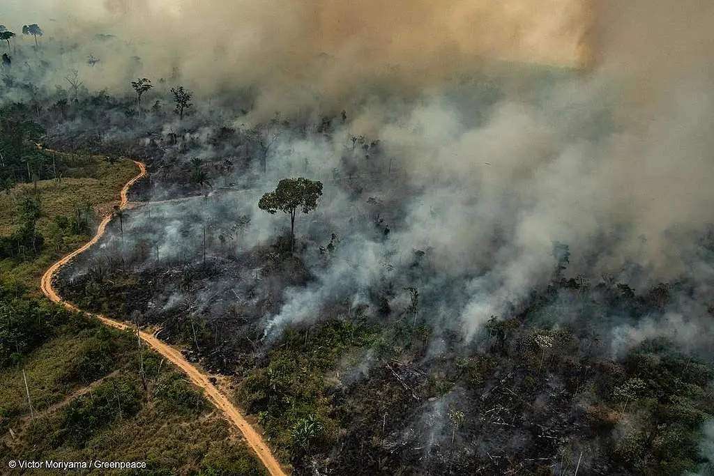 ALTAMIRA, PARÁ, BRAZIL: Aerial image of burning in Altamira, state of Pará. (Photo: Victor Moriyama/Greenpeace), Amazon Burning
ALTAMIRA, PARÁ, BRASIL: Imagem aérea de queimadas na cidade de Altamira, Estado do Pará. (Foto: Victor Moriyama / Greenpeace)