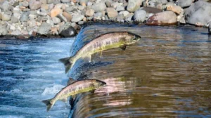 Proibição da pesca predatória visa preservar peixes em período de reprodução | Foto: SEMAD