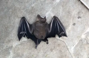A raiva é transmitida ao homem pela saliva de animais infectados, principalmente por meio da mordedura | Foto: Vigilância Sanitária