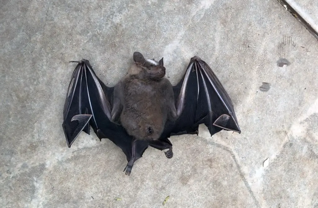 A raiva é transmitida ao homem pela saliva de animais infectados, principalmente por meio da mordedura | Foto: Vigilância Sanitária