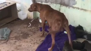 Vizinhos acordaram com a cadela acorrentada com seus filhotes | Foto: Reprodução