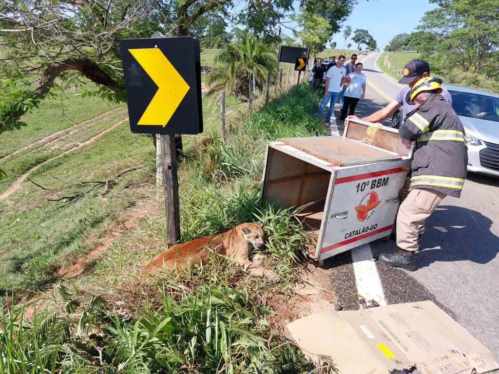 Ao chegarem ao local, a equipe dos bombeiros se deparam e com uma onça ferida no acostamento da rodovia | Foto: Corpo de Bombeiros