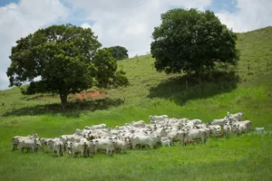 Bovinocultura goiana vai receber mais de R$ 47 milhões do FCO Rural | Foto: Seapa