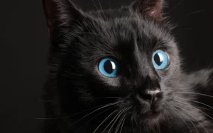 gato preto|gato preto|gato preto