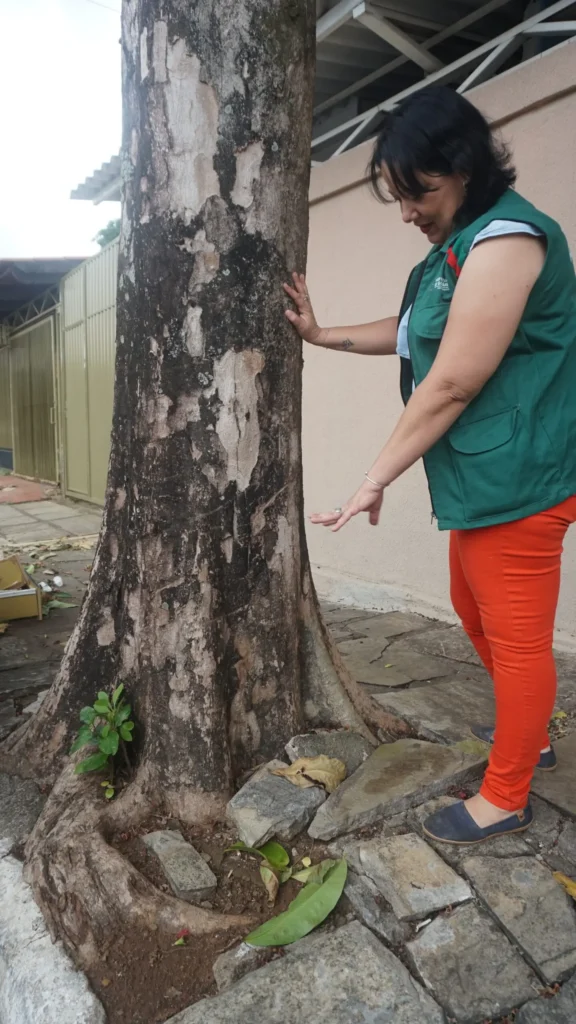 Além das quedas de árvores durante períodos chuvosos afetarem o equilíbrio ambiental, isso também causa impactos sociais e econômicos significativos | Foto: Leandro Braz/O Hoje