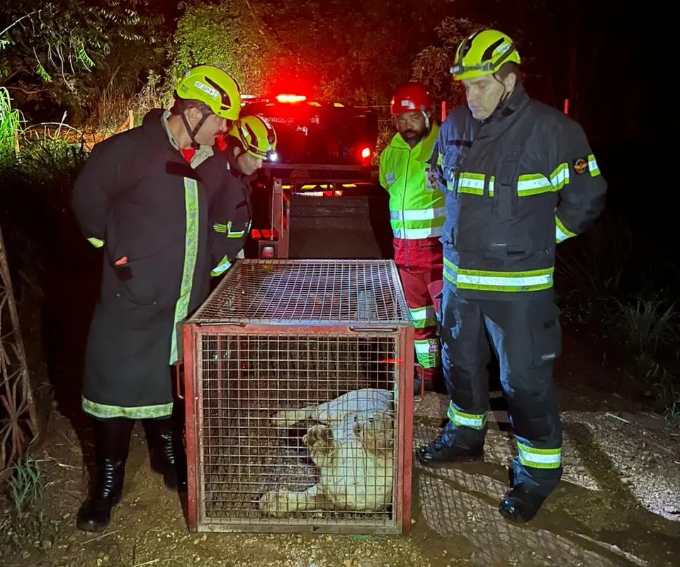 Bombeiros de Goianésia resgatam onça atropelada na BR-080