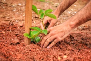 Prefeitura de Goiânia planta 292 mil árvores desde 2021 e reforça compromisso com a área ambiental | Foto: Jackson Rodrigues