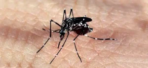 Até agosto, houve pouco mais de 1,5 milhão de casos de dengue no país. | Foto: Agência Brasil
