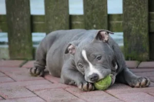 Foto: Tudo sobre cachorro