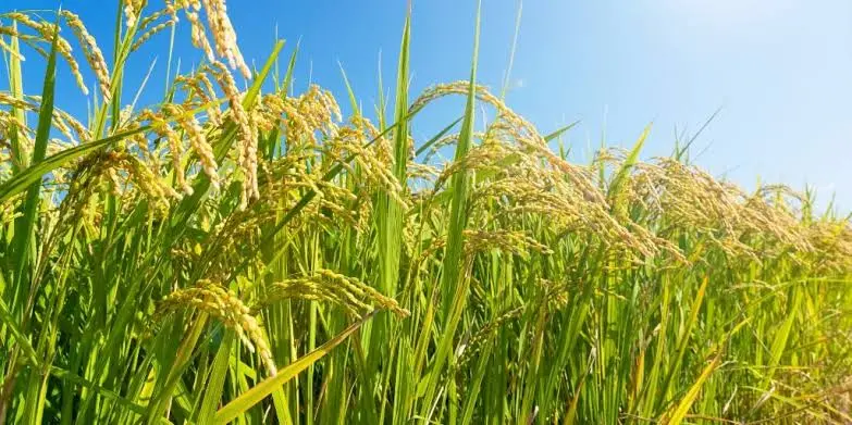 A estimativa oficial é que o rendimento médio por hectare recue para 5,5 toneladas (-1,4%) | Foto: Seapa