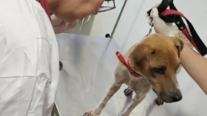 Além das castrações, foram feitas 4.088 consultas em animais de famílias em situação de vulnerabilidade social | Foto: Divulgação/Secom Goiânia