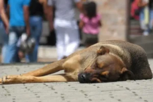 Campanha visa incentivar a população a alimentar os animais em situação de rua e denunciar qualquer tipo de impedimento contra a ação. | Foto: Pixabay