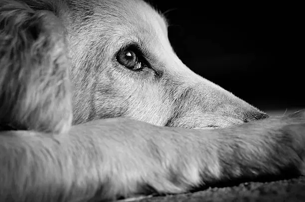 Abandono