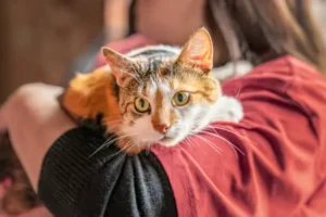 gatos
