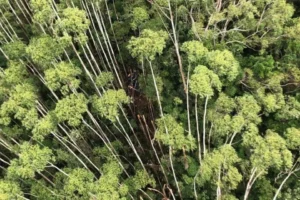A aeronave foi encontrada por agentes da PMSP que sobrevoavam a região a bordo do helicóptero Águia 24. As equipes continuam os trabalhos no local para encontrar os destroços do helicóptero | Foto: Divulgação / PMSP