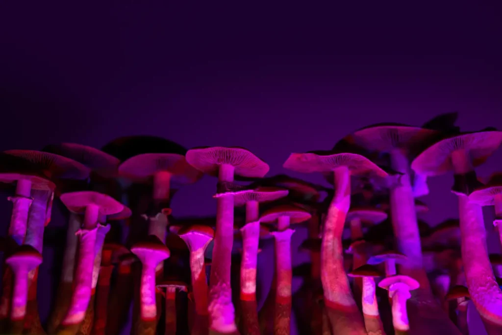 fresh magic mushrooms psilocybe hallucinogenic bodies to grow for medicine and research
