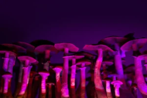 fresh magic mushrooms psilocybe hallucinogenic bodies to grow for medicine and research