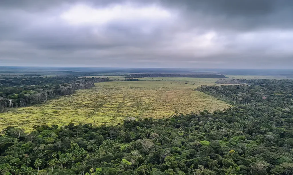 Com 40% de perdas, Roraima lidera ranking dos que mais desmataram. | Foto: Reprodução