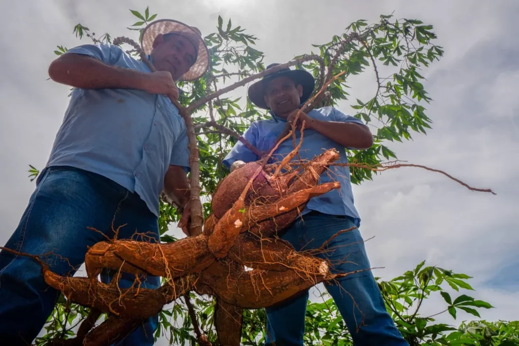 Praça de alimentação terá diversas opções de comidas e bebidas que têm a mandioca como ingrediente principal | Foto: Leandro Braz/O Hoje