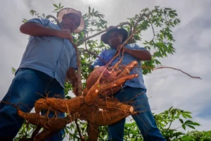 Praça de alimentação terá diversas opções de comidas e bebidas que têm a mandioca como ingrediente principal | Foto: Leandro Braz/O Hoje
