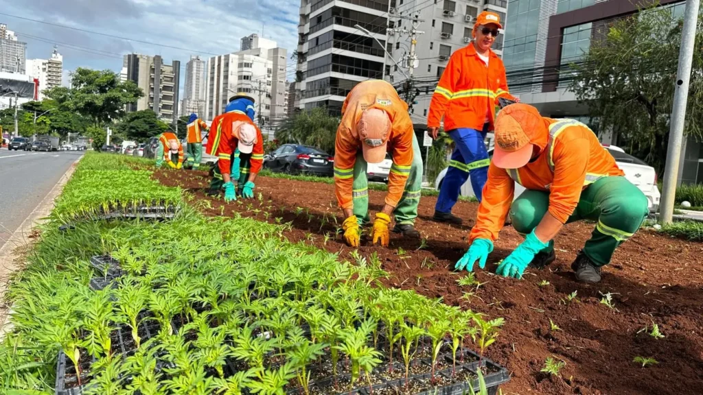 O plantio nos canteiros foi feito por funcionários da Companhia de Urbanização de Goiânia | Foto: Divulgação/Secom Goiânia