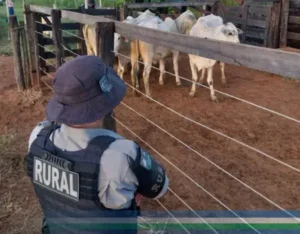 O gado furtado foi encontrado em uma propriedade rural no município de Piracanjuba I Foto: Divulgação/PM