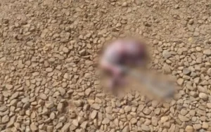 O feto foi encontrada após ser carregado por um cachorro que, segundo relatos, seria um animal de rua | Foto: Divulgação /PMGO