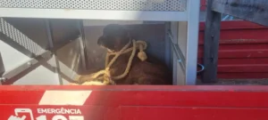 O cachorro, que não pertencia a nenhum dono, foi contido por outros estudantes e posteriormente capturado pelos bombeiros | Foto: Bombeiros