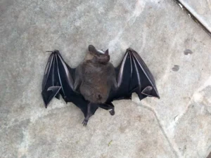 Diagnóstico do animal encontrado morto no Setor Jaó, Região Norte da capital, foi confirmado no dia 16 de abril. | Foto: Divulgação