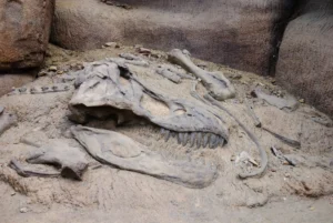 Fósseis estão no Museu de História Natural de Londres | Foto: Divulgação/ iStock