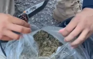 Os agentes encontraram um total de 20 kg de maconha e dois quilos de skunk nas malas pertencentes a uma jovem de 21 anos | Foto: Divulgação/ PRF
