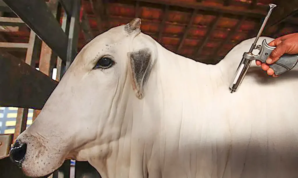 A próxima etapa consiste na apresentação de documentação para Organização Mundial de Saúde Animal (OMSA), que é quem tem poder para reconhecer o novo status sanitário do país | Foto: MAPA/Divulgação