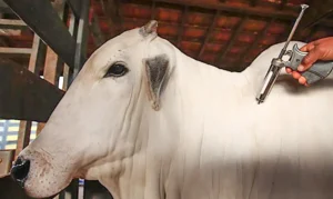A próxima etapa consiste na apresentação de documentação para Organização Mundial de Saúde Animal (OMSA), que é quem tem poder para reconhecer o novo status sanitário do país | Foto: MAPA/Divulgação