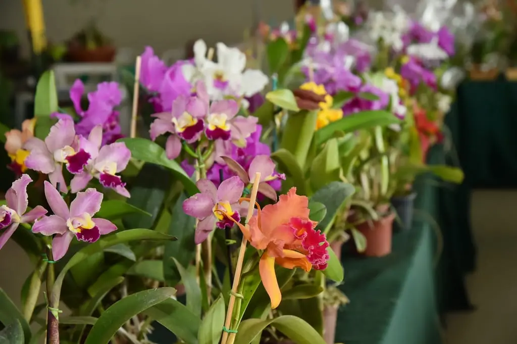 As primeiras 200 pessoas que contribuírem com 2 kg de alimentos (exceto sal e fubá) ganharão uma muda de orquídea sem flor | Foto: Divulgação