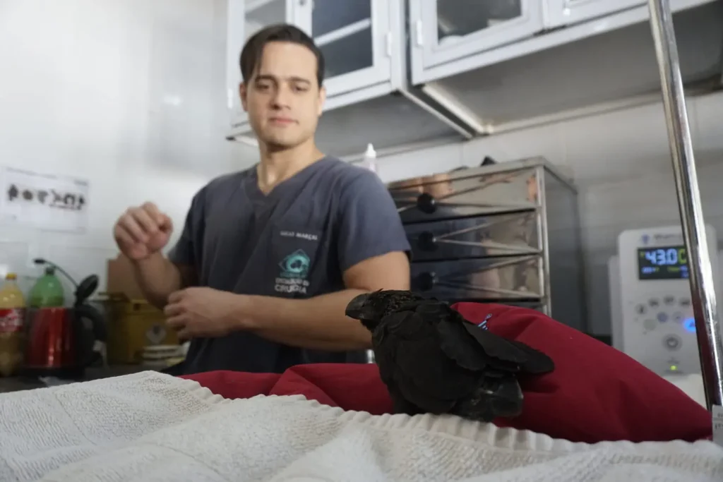 Veterinário Lucas Marçal faz tratamento de um Annu-Preto que colidiu com uma janela em Senador Canedo | Foto: Leandro Braz/O Hoje