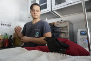 Veterinário Lucas Marçal faz tratamento de um Annu-Preto que colidiu com uma janela em Senador Canedo | Foto: Leandro Braz/O Hoje